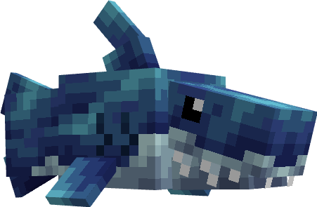 Bébé Requin